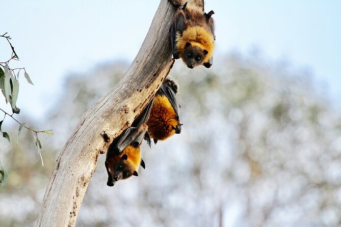 Melbourne Tour: Walk the Yarra & Heritage Convent Experience - Flying fox colony on the riverbank: seeing up to 50,000 bats
