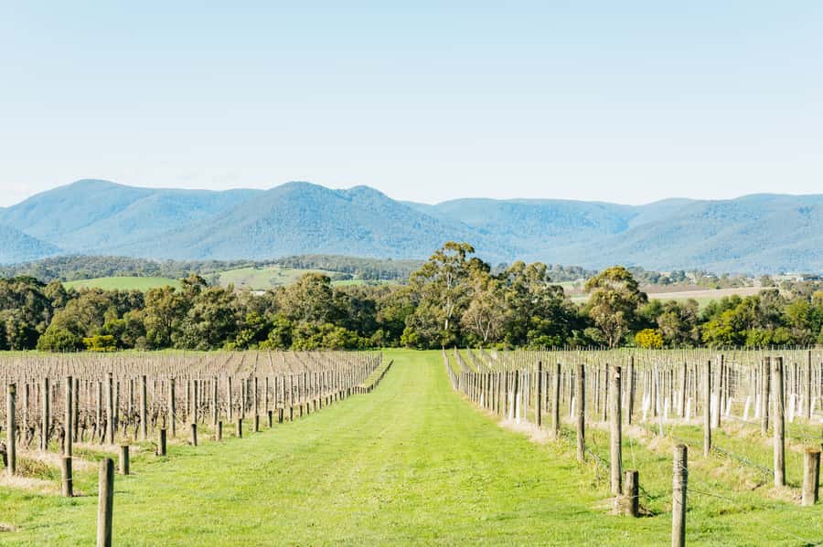 Melbourne: Yarra Valley Wine, Cider, Gin, Beer, & Choc Tour - Tokar Estate: wine with the kind of views you remember