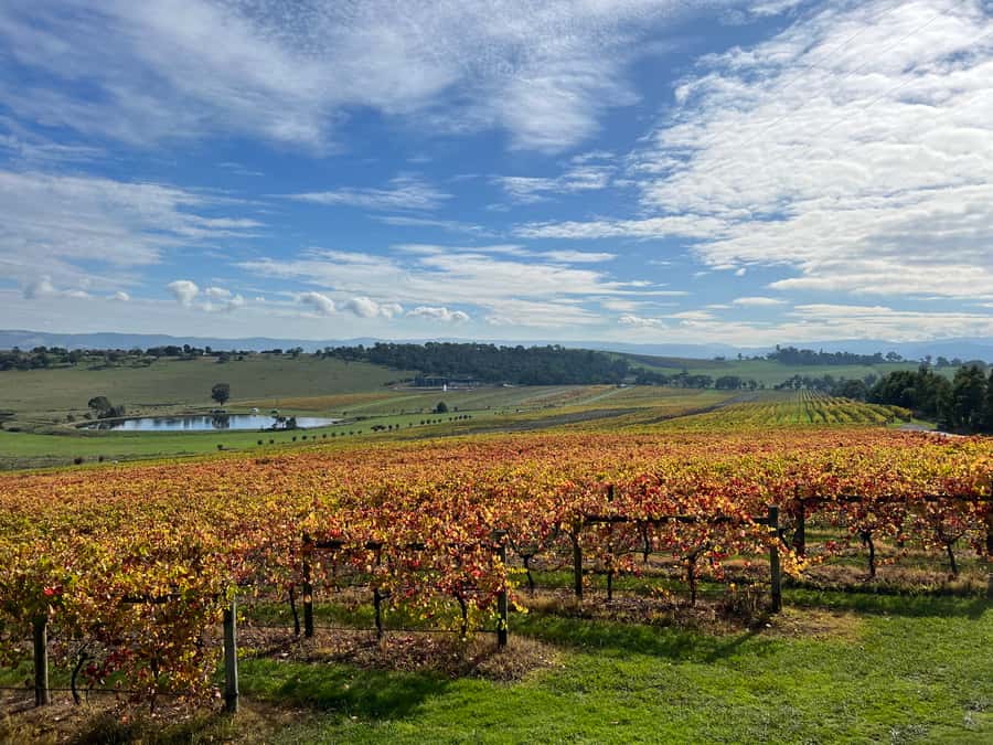 Melbourne: Yarra Valley Wine Tour + Lunch & Gin/Beer Option - Comfort and group size: small tour feel, adult-only energy