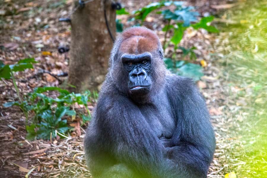 Melbourne Zoo: 1-Day Entry Ticket - Food, comfort, and heat: how to plan without ruining the day