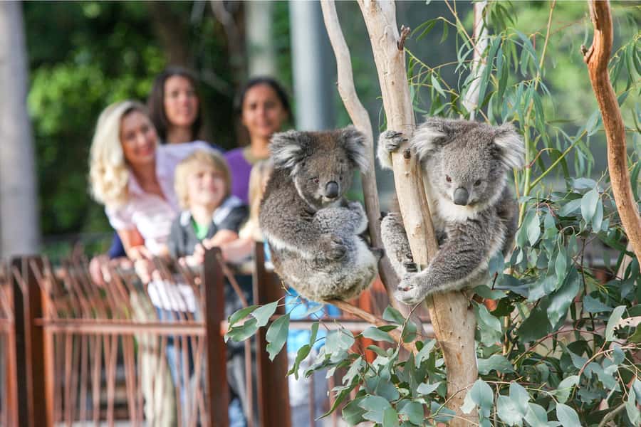 Melbourne Zoo: 1-Day Entry Ticket - Why Melbourne Zoo is a smart use of 1-day in Melbourne