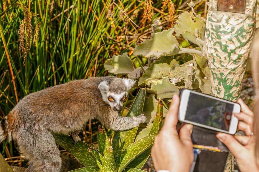 Melbourne Zoo: 1-Day Entry Ticket - General admission: what you actually get all day