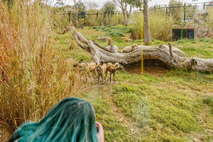 Melbourne Zoo: 1-Day Entry Ticket - Asia and Africa Rainforests: tigers, monkeys, and the long walk that pays off