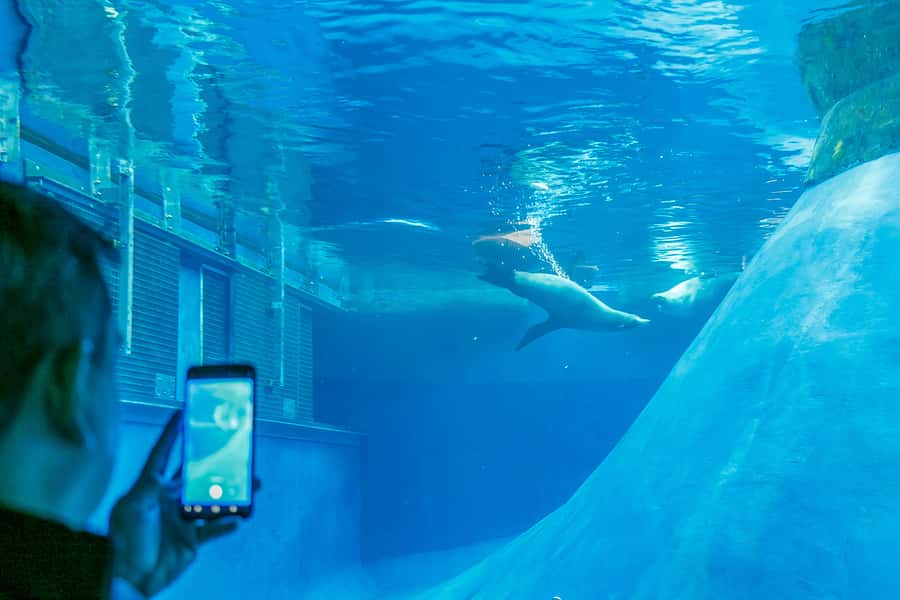 Melbourne Zoo: 1-Day Entry Ticket - Lion Gorge: your best “wow” moment, plus keeper talks