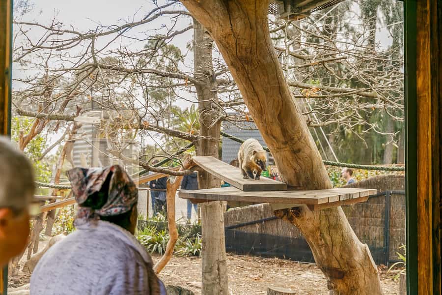 Melbourne Zoo: 1-Day Entry Ticket - Getting there from the city: Tram 58, Upfield trains, and bus 505