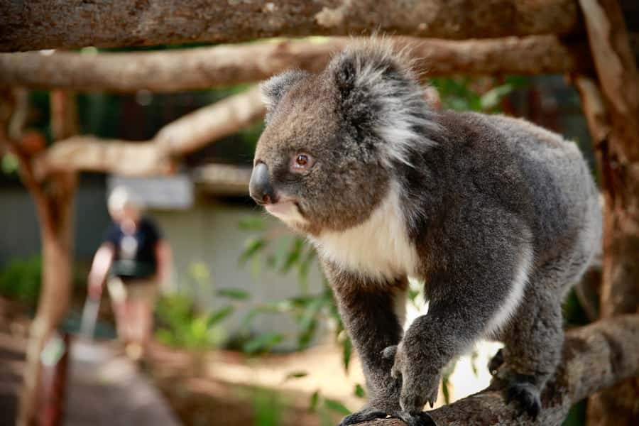 Melbourne Zoo: Australian Wildlife Experience Ticket - Key Highlights You Should Care About