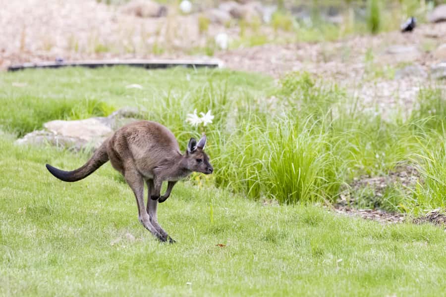 Melbourne Zoo: Australian Wildlife Experience Ticket - Early Morning Access to Melbourne Zoo, 8:00 Departure