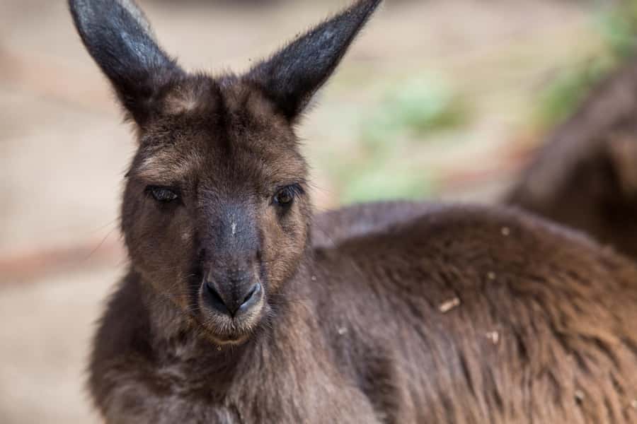 Melbourne Zoo: Australian Wildlife Experience Ticket - Koalas Karri and Waru: A Calm Start