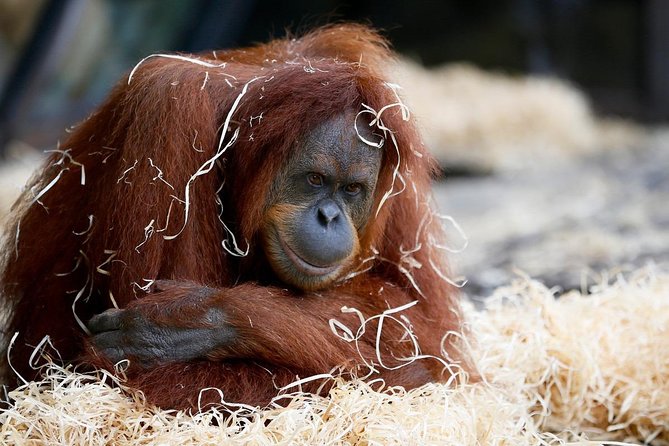 Melbourne Zoo General Entry Ticket - Key highlights to know before you go