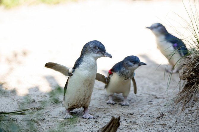 Melbourne Zoo General Entry Ticket - Melbourne Zoo basics: 320 species, old-school charm, and flexible timing