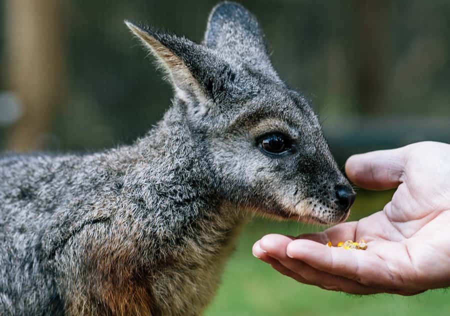 Moonlit Sanctuary Conservation Park Entry Ticket - Moonlit Sanctuary’s bush trails and the animals feel real