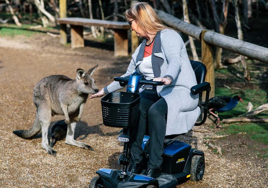 Moonlit Sanctuary Conservation Park Entry Ticket - The orange-bellied parrot and what the conservation focus actually means