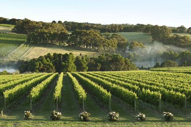 Mornington Peninsula Wine Day Tour - The daily rhythm: pickup at 8:30 am and how a 10-hour day stays manageable
