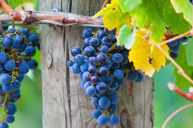 Mornington Peninsula Winery Bus Tour including lunch with a glass of wine - Why Mornington Peninsula Wine Days Work So Well
