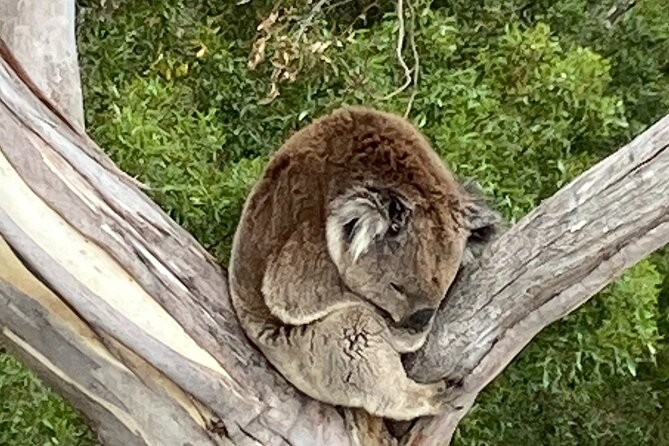 Mount Eccles Volcano – Budj Bim National Park - Connecting the geology to Aboriginal occupation, respectfully explained