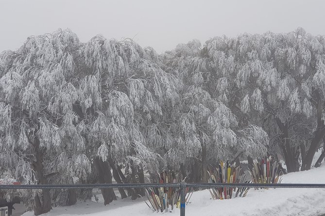 Mt Buller Day Trip from Melbourne - Booking timing and what “mobile ticket” means for you