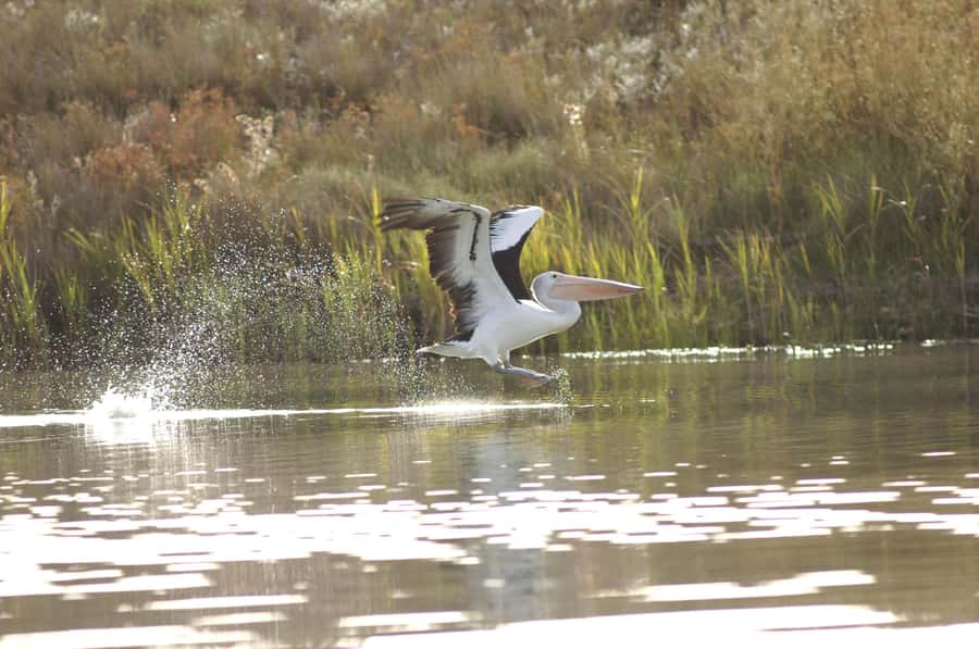 Murray River Highlights and Luncheon Cruise - The heart of the tour: two hours on the Murray River with real photo moments