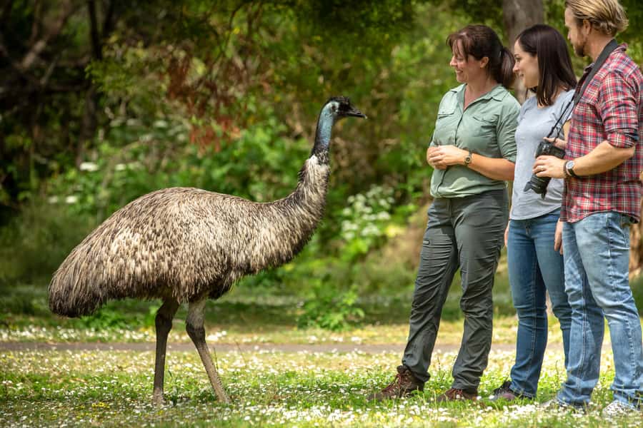 Oceans to Mountains Explorer: 3-Day Great Ocean Road Tour - Key Points I’d Use to Decide