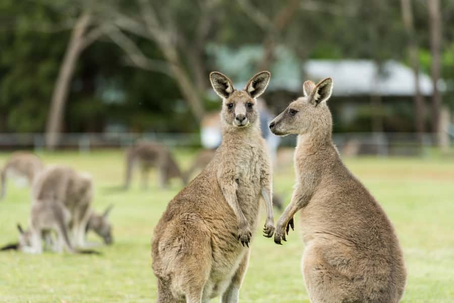Oceans to Mountains Explorer: 3-Day Great Ocean Road Tour - Walking Distance, Fitness Reality, and What to Pack