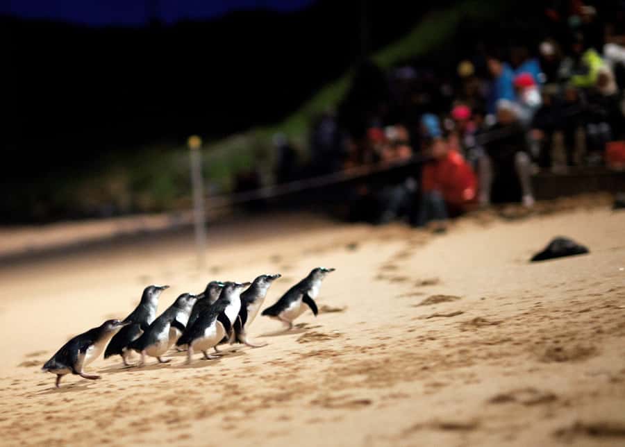 Penguin Parade: General Viewing Ticket - Key points to know before you go