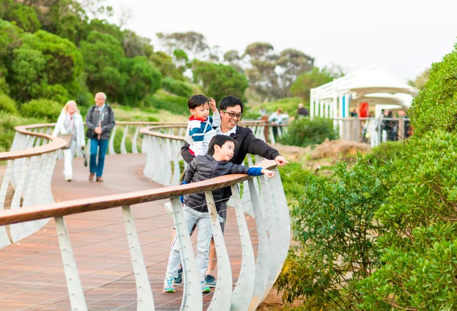 Penguin Parade: General Viewing Ticket - A 2-hour penguin march you can actually follow
