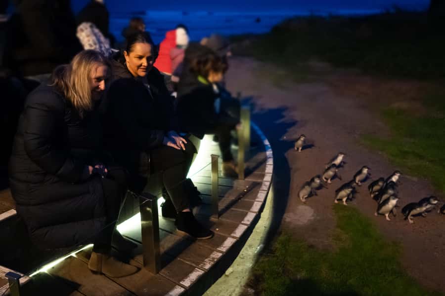 Penguin Parade: General Viewing Ticket - Grandstands and boardwalks: how you get value from General Viewing