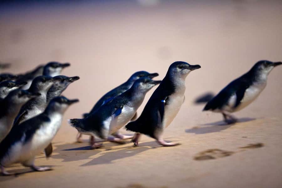 Penguin Parade: General Viewing Ticket - Who should book this Penguin Parade ticket