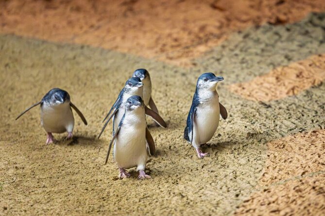 Penguin Parade, & Wildlife Encounters Eco Tour from Melbourne - Brighton Bathing Boxes: the quick stop that sets the tone