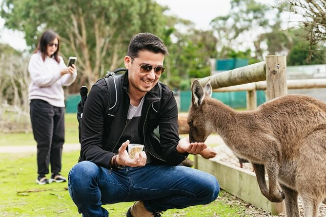 Penguin Parade, & Wildlife Encounters Eco Tour from Melbourne - The Nobbies and Seal Rocks: ocean drama with fur seals nearby