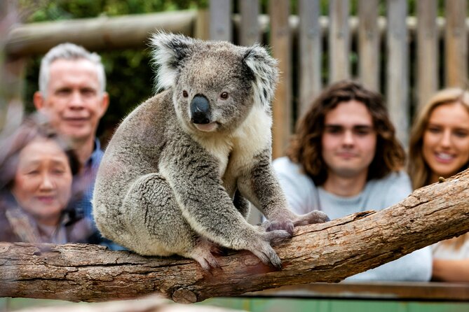 Penguin Parade, & Wildlife Encounters Eco Tour from Melbourne - Cape Woolamai and Cowes stops, and how summer changes the route