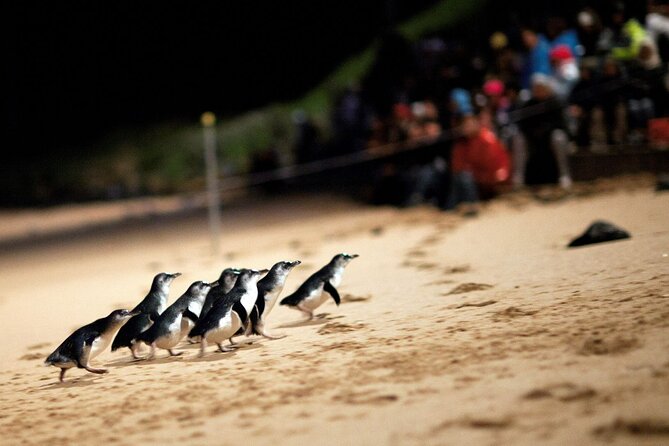 Penguin Parade, & Wildlife Encounters Eco Tour from Melbourne - Moonlit Sanctuary Wildlife Conservation Park, where feeding makes it real