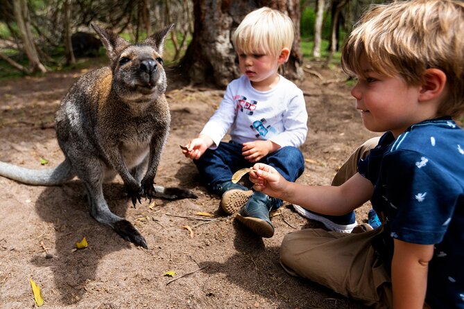 Peninsula Nature Tour - Moonlit Sanctuary Wildlife Conservation Park: the real centerpiece