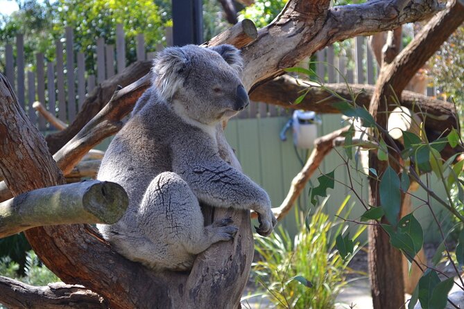 Peninsula Nature Tour - Arthurs Seat Eagle chairlift: views that feel like a cheat code