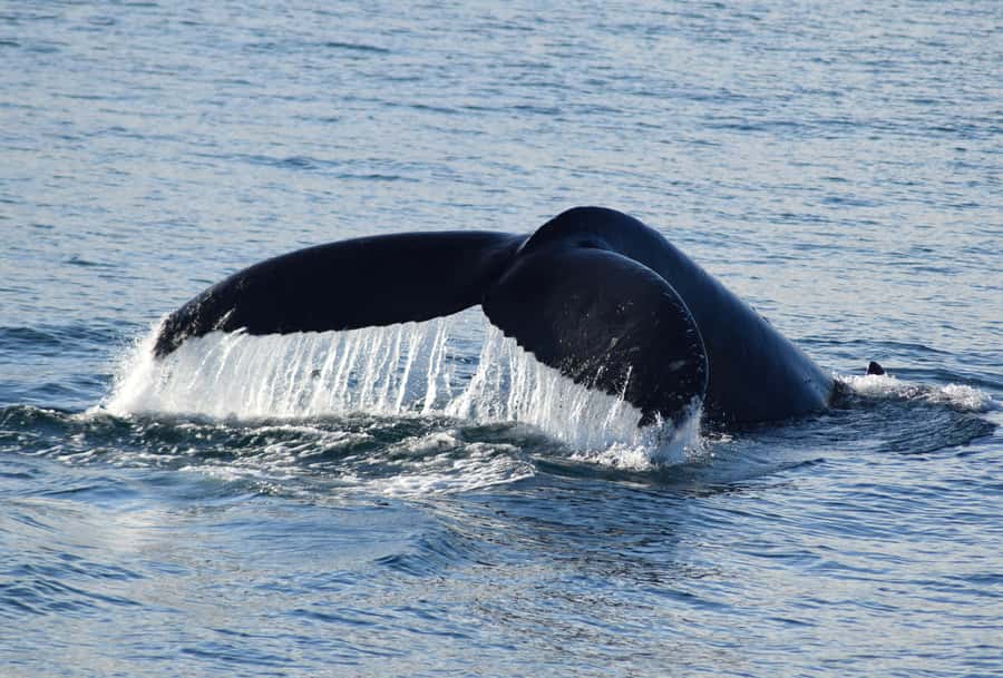 Philip Island: Dolphin and Whale Cruise - Key highlights you will actually care about