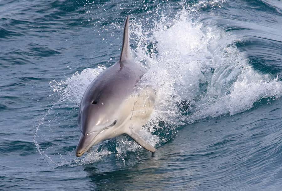 Philip Island: Dolphin and Whale Cruise - How whale spotting works on this trip, and why it matters
