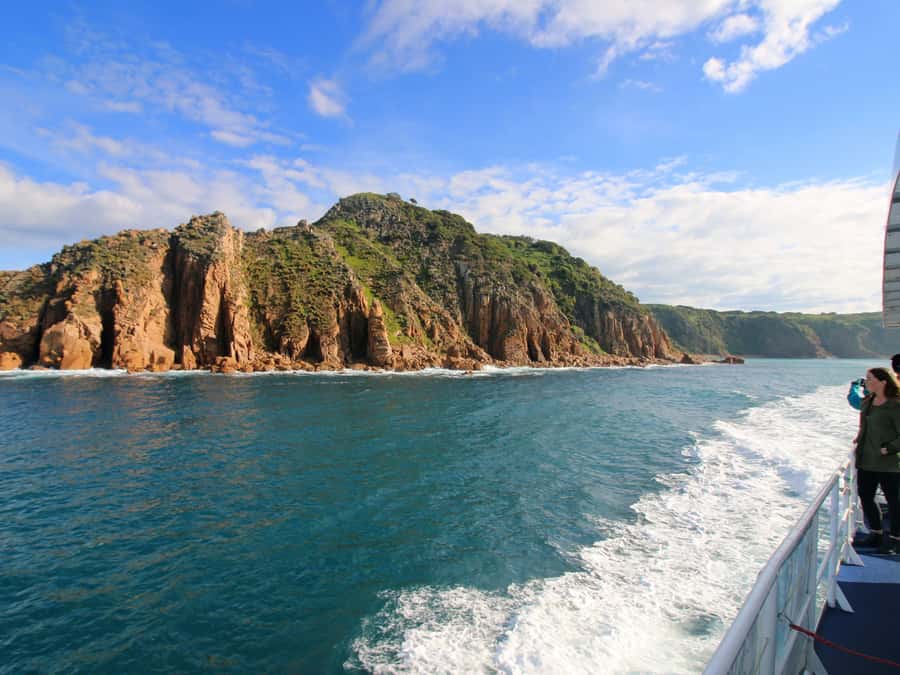 Philip Island: Dolphin and Whale Cruise - Dolphins, seals, and the seabirds that pop up when you’re patient