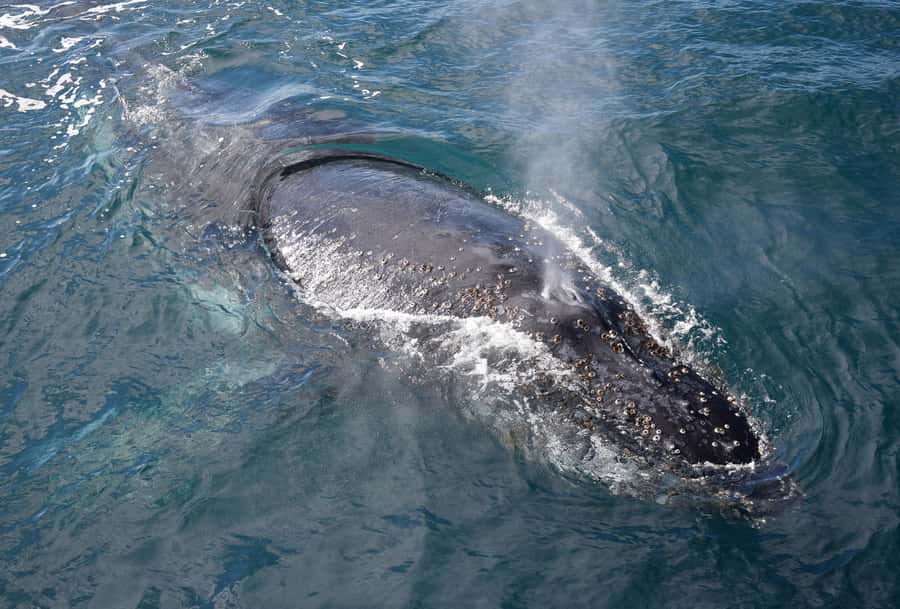 Philip Island: Dolphin and Whale Cruise - Afternoon tea onboard, plus a licensed bar for grown-up breaks