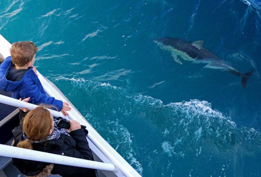 Philip Island: Dolphin and Whale Cruise - Best day to go, and how to pack for winter conditions