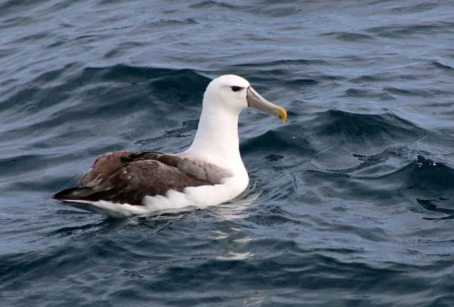 Philip Island: Dolphin and Whale Cruise - The 3-hour cruise setup, what the ride feels like