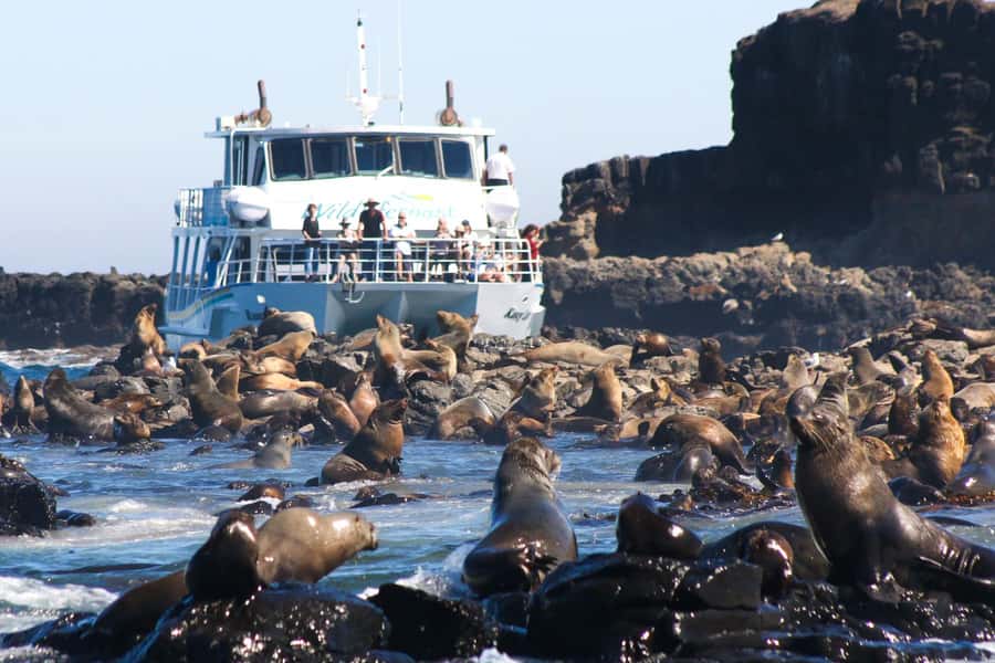 Philip Island: Seal Watching Cruise - Key highlights that make this cruise worth your time