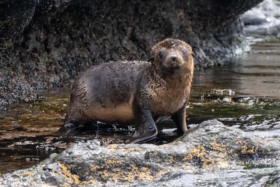 Philip Island: Seal Watching Cruise - Cowes to Seal Rocks, and the 2-hour pacing that works