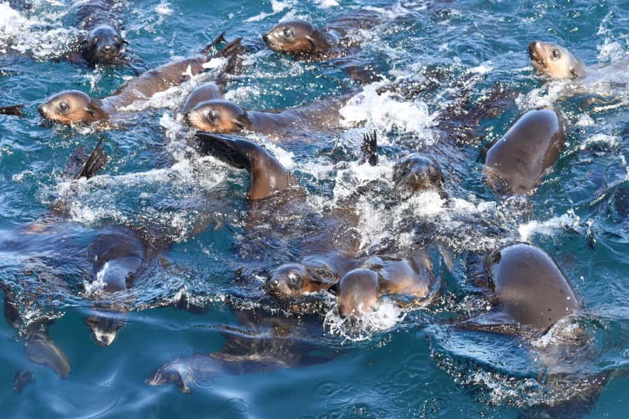 Philip Island: Seal Watching Cruise - Wildlife beyond seals: dolphins, penguins, and seabirds