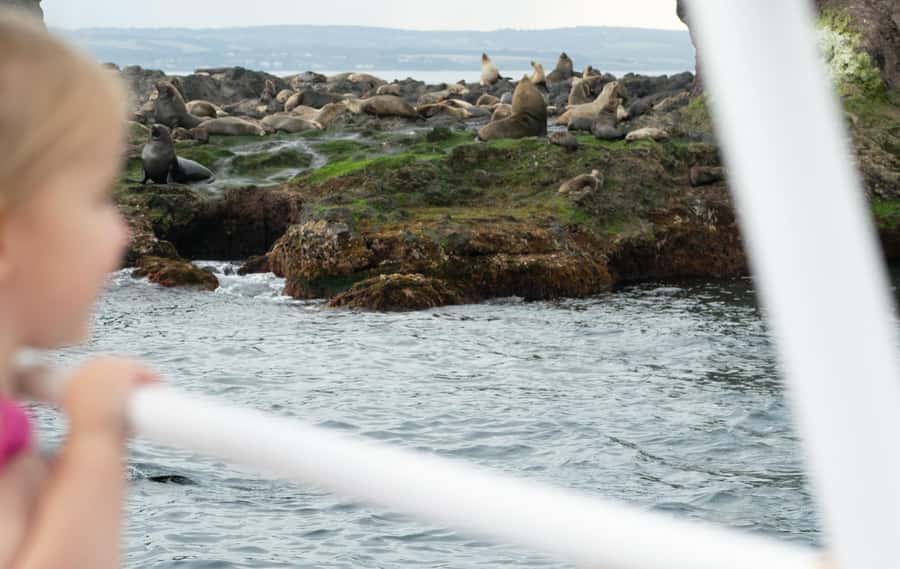 Philip Island: Seal Watching Cruise - The commentary that makes you see more, not less