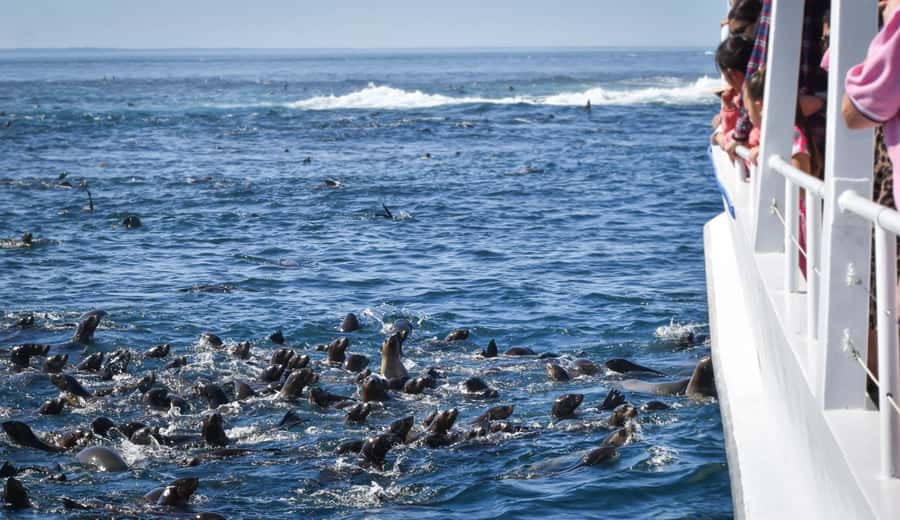 Philip Island: Seal Watching Cruise - Crew and captain skills: why the ride feels steady