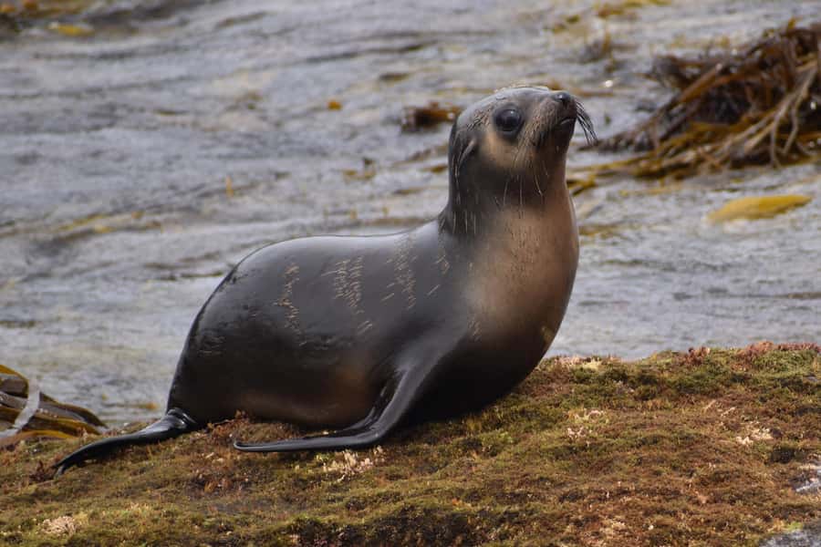 Philip Island: Seal Watching Cruise - Price and value: is $81 reasonable for 2 hours?