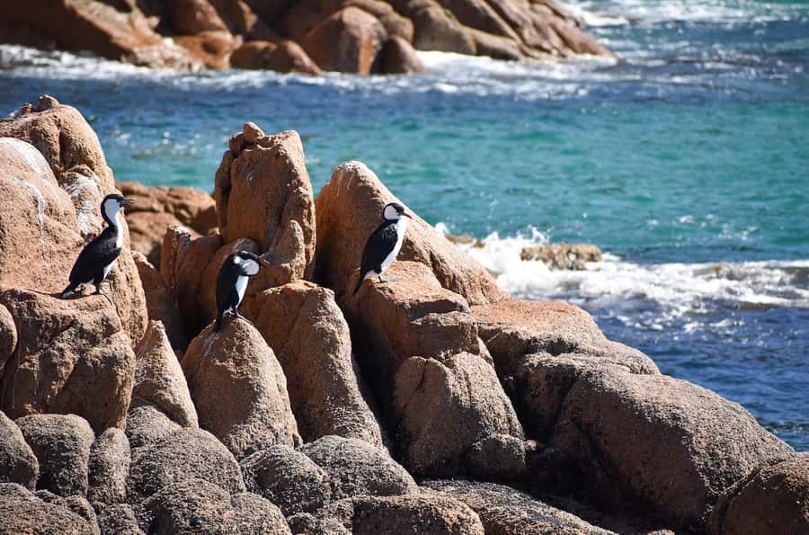 Phillip Island: 1-Hour Cape Woolamai Scenic Cruise - Wildlife spotting: what you can realistically watch for