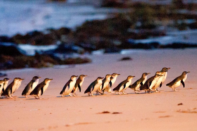 Phillip Island Day Trip from Melbourne with Penguin Plus Viewing Platform - Key Highlights Worth Clearing Your Calendar For