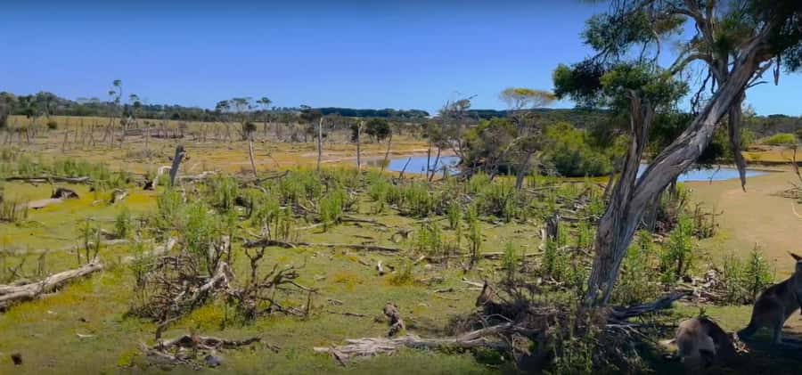 Phillip Island Driving Tour with an APP - Koala Conservation Reserve and Phillip Island Wildlife Park