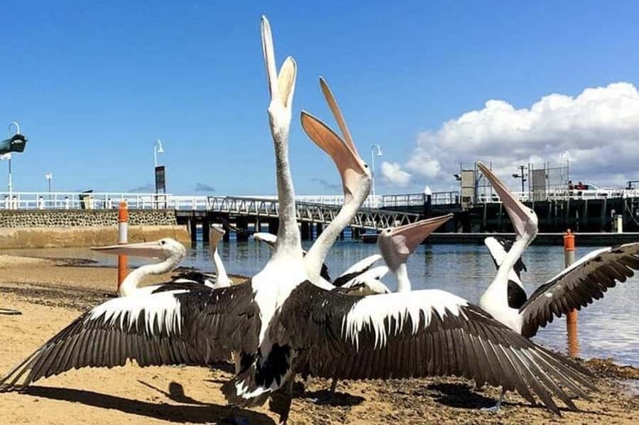 Phillip Island: Golden Hour Penguin Express Tour - Quick hits on this Phillip Island penguin adventure