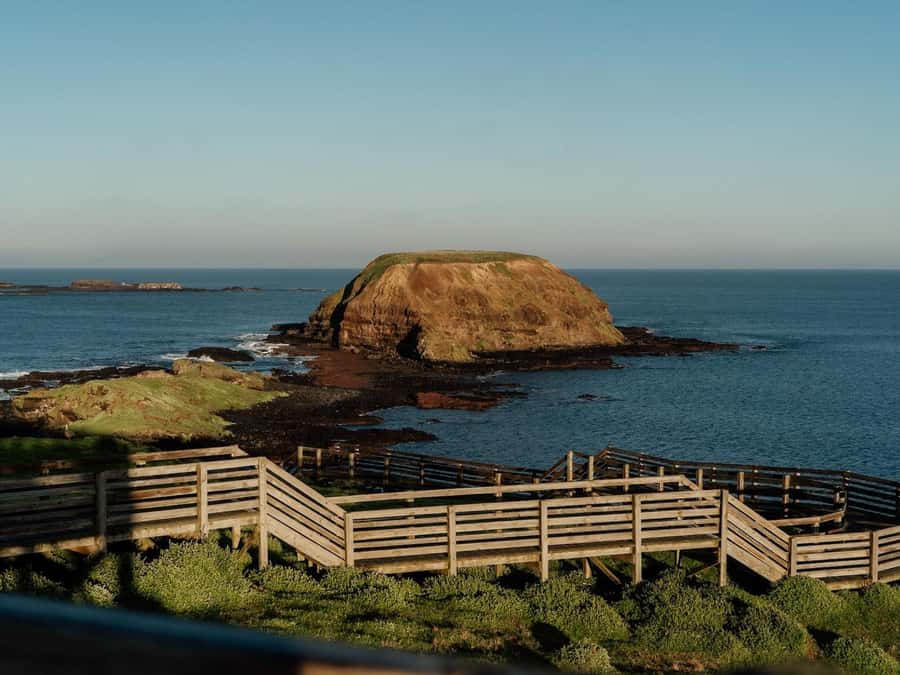 Phillip Island: Golden Hour Penguin Express Tour - Wildlife reality check: fur seals, penguins, and the role of timing